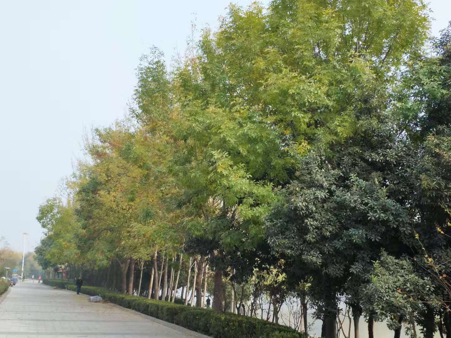 海口行道树常见树种图片