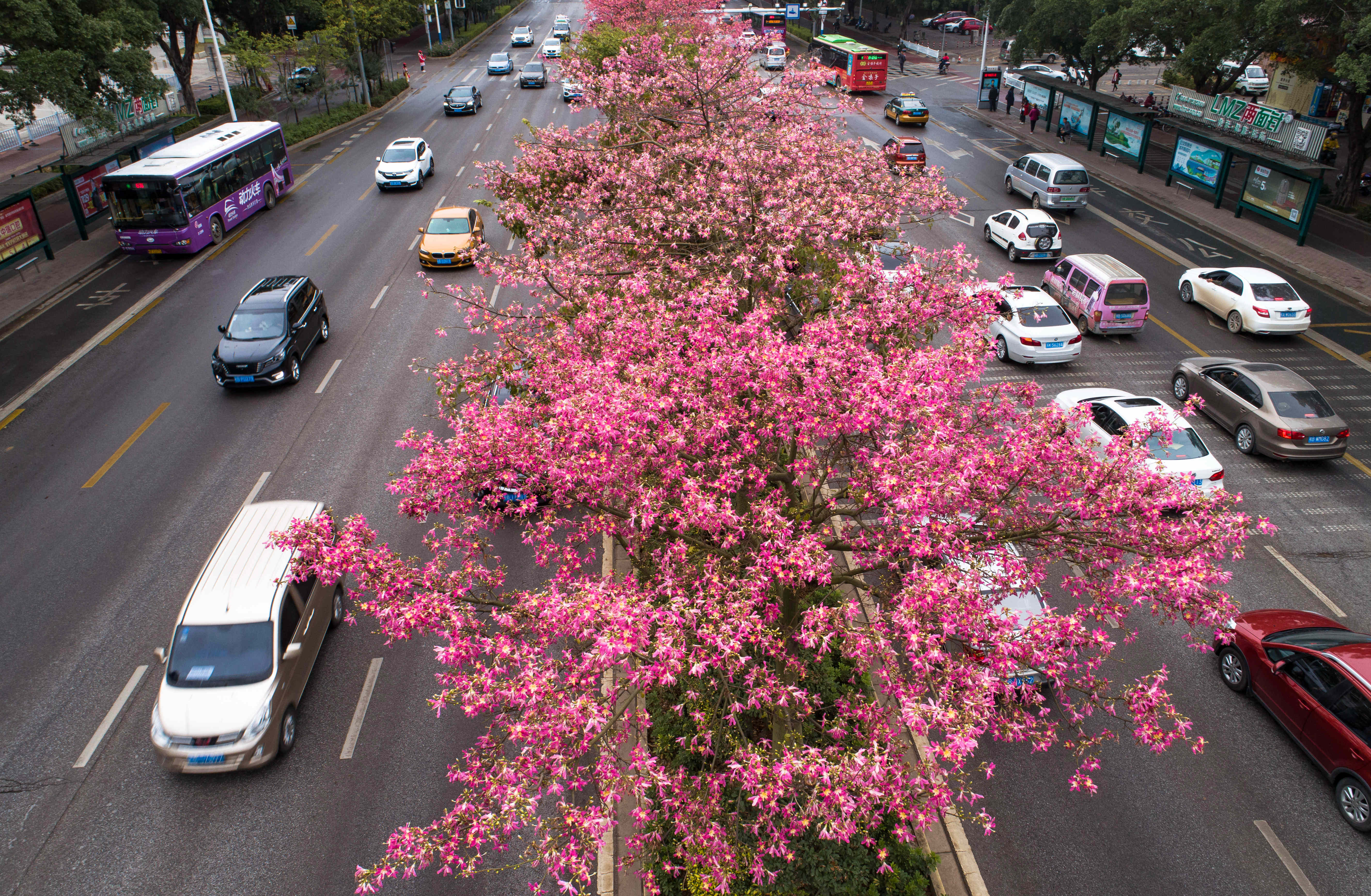 广西柳州:美丽异木棉花竞相盛开(1)