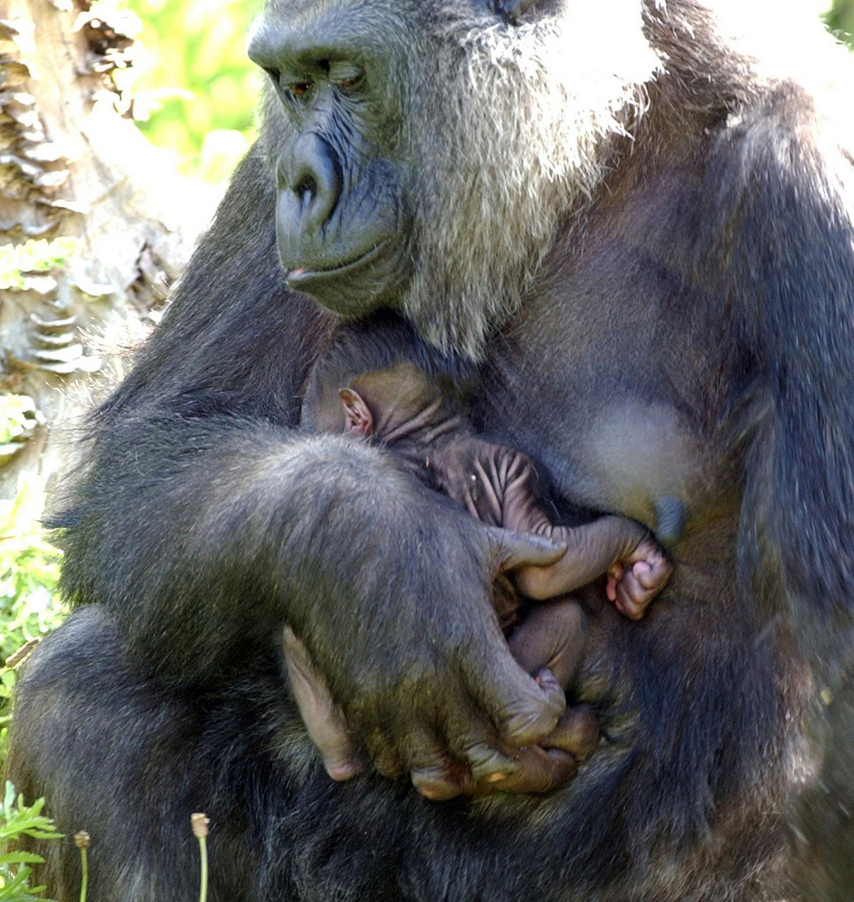 动物趣图# 动物也懂爱?
