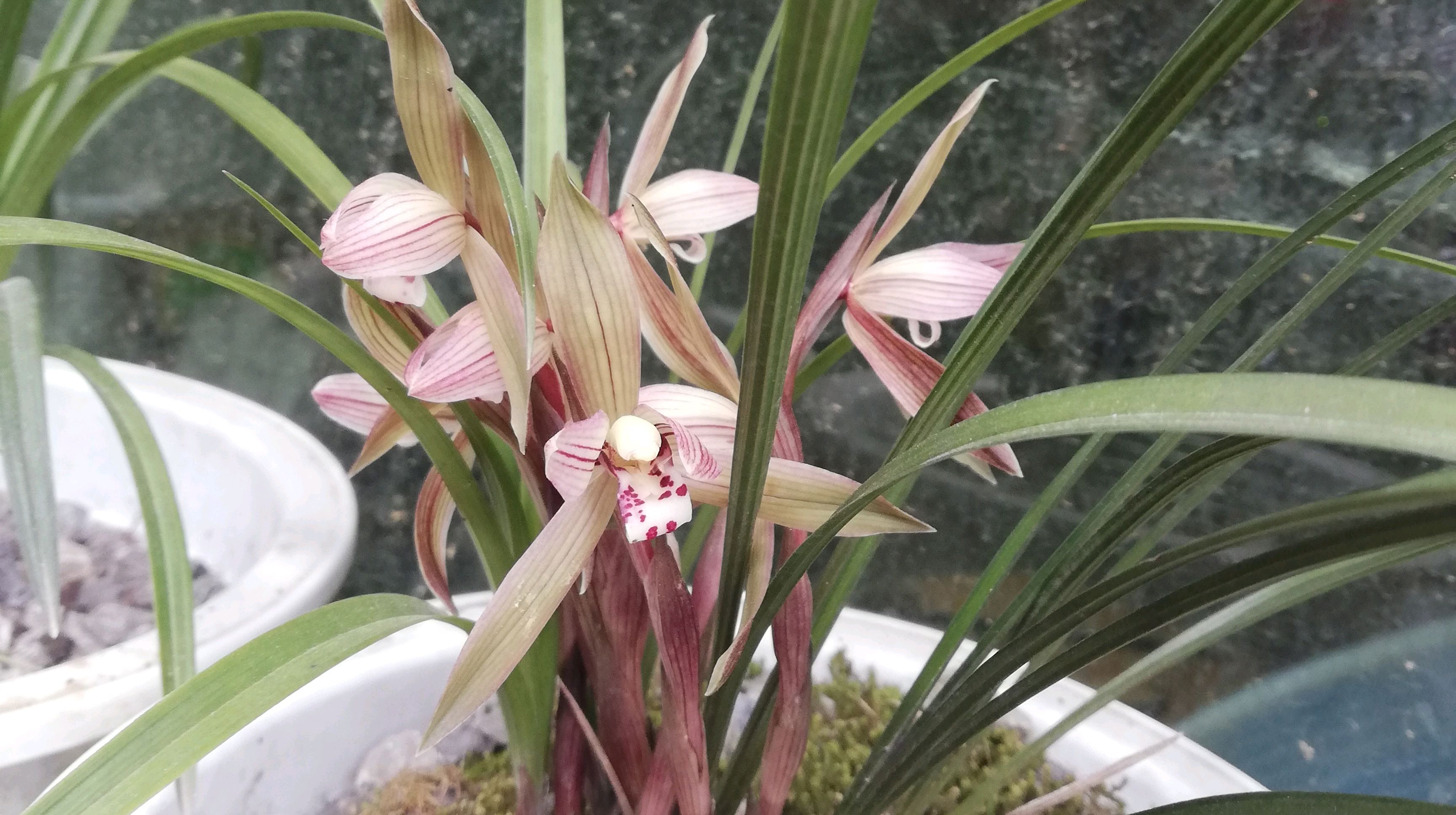 春兰图展,是如此美丽,让人陶醉