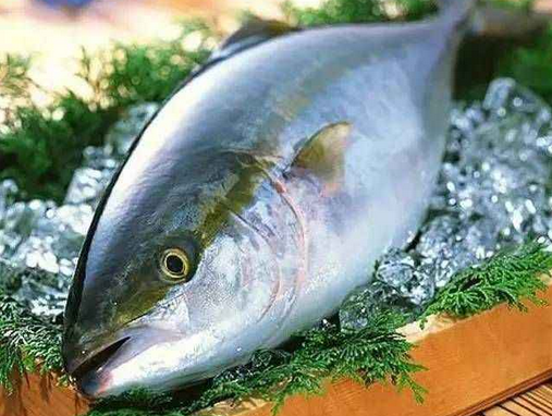 和鮰鱼并称为"长江四鲜"野生长江刀鱼的价格一斤大概是成百至上千不等