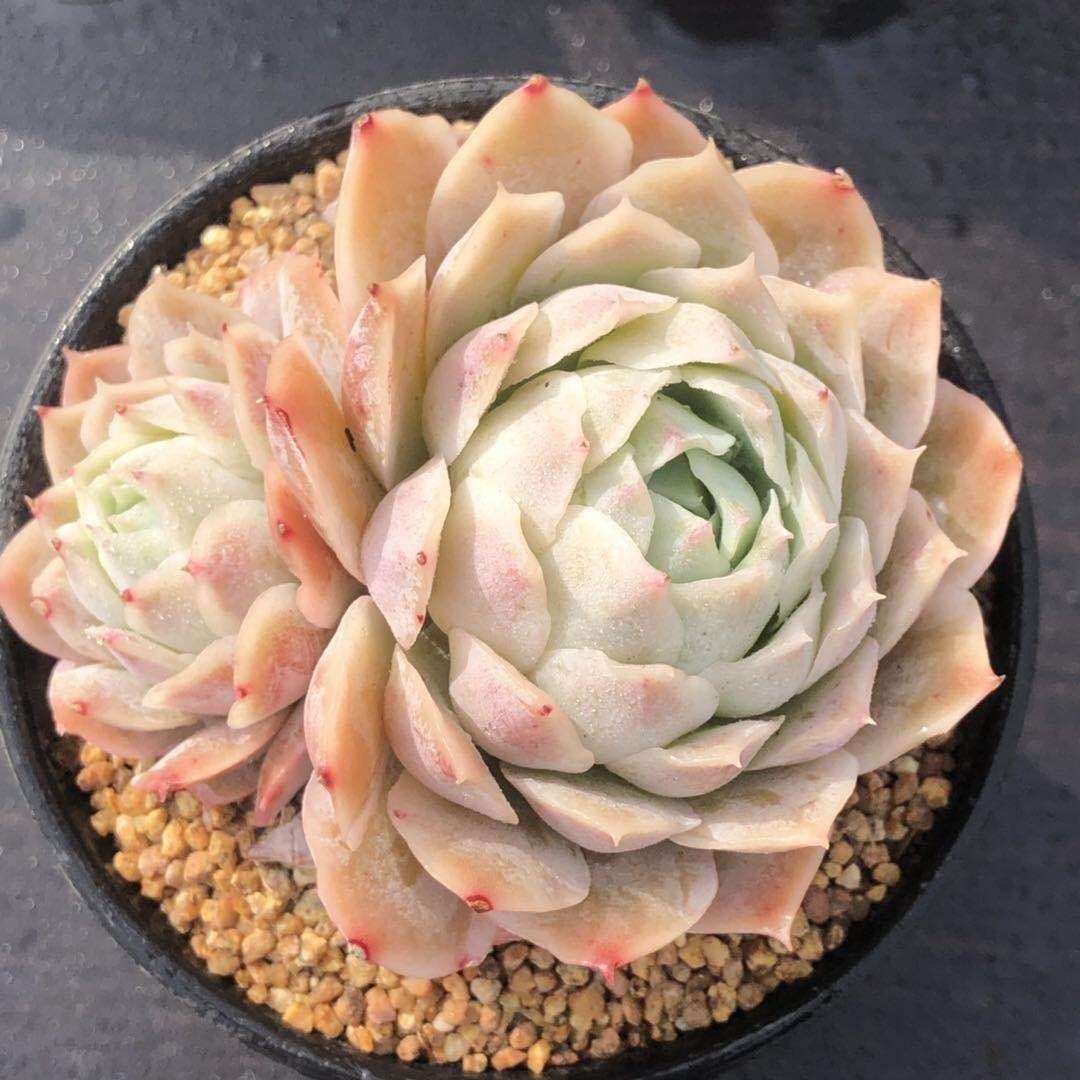 冬天冻的好,多肉养成仙