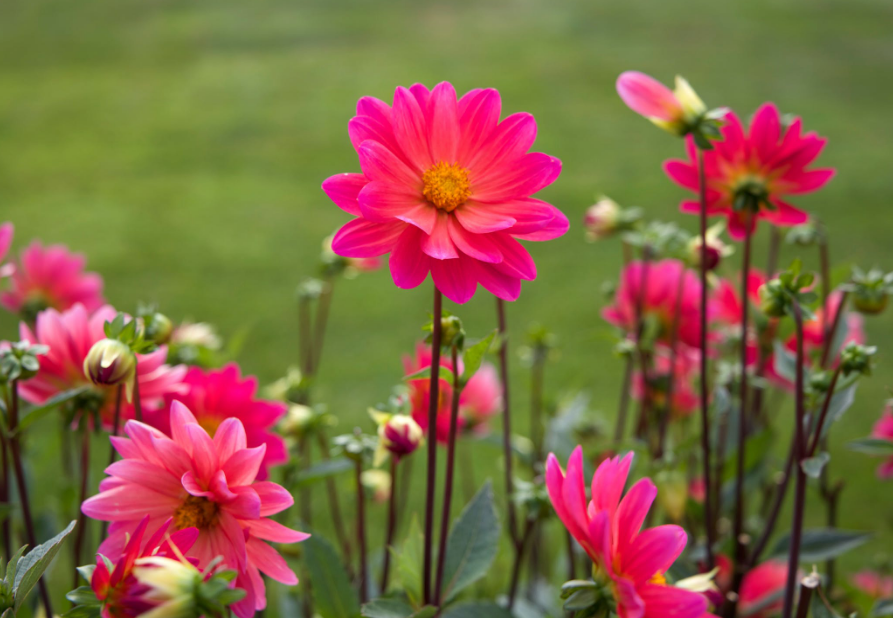 鲜花欣赏:一组优雅纯朴的鲜花美图,你见过吗