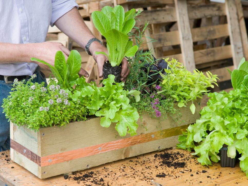 种菜盆 - 热门商品专区