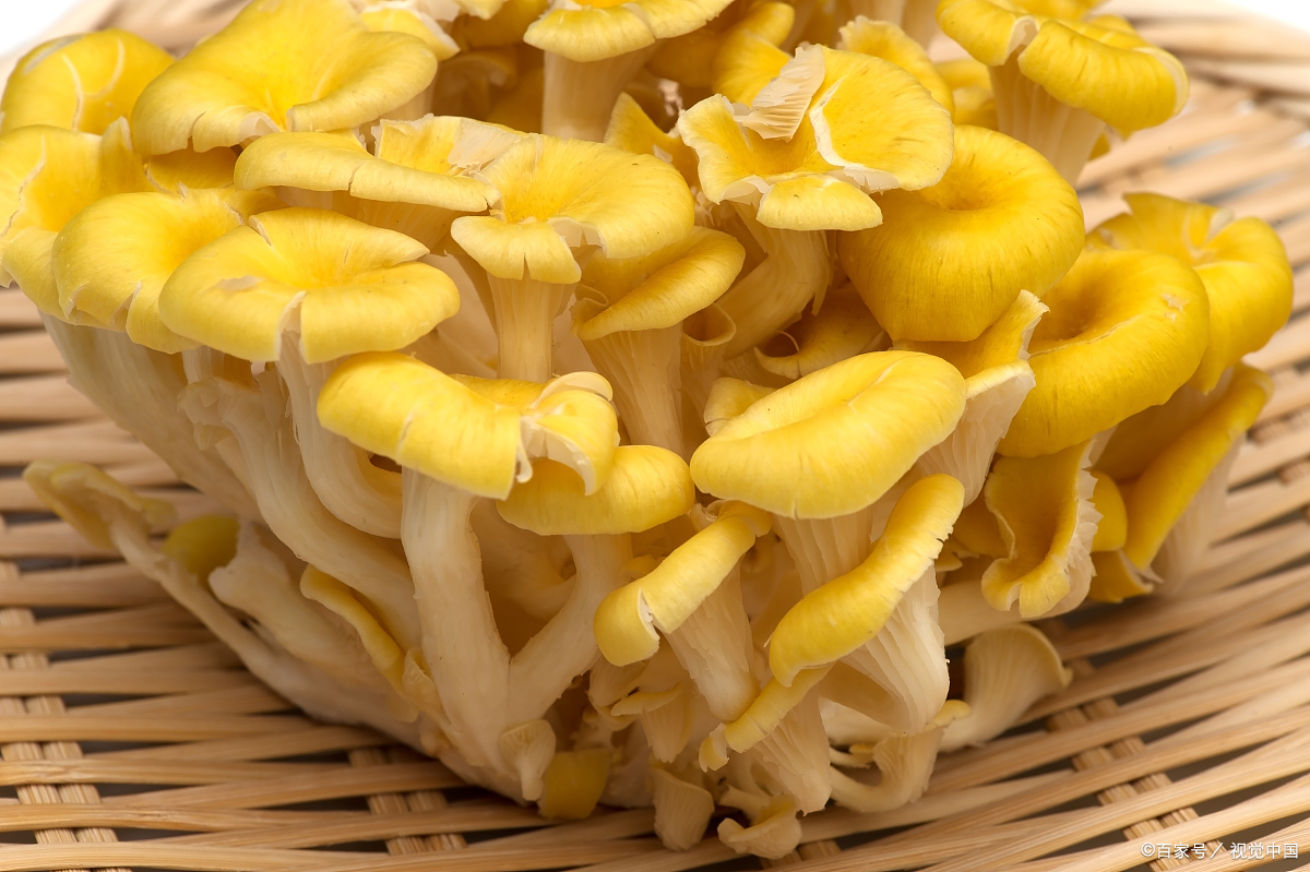 黄金菇:美味与财富的双重诱惑