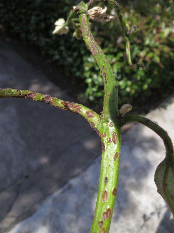 高温多雨季节,更易发生葡萄黑痘病,果农应及时做出相应的措施!