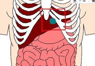 胆囊在右肋下位置彩图图片