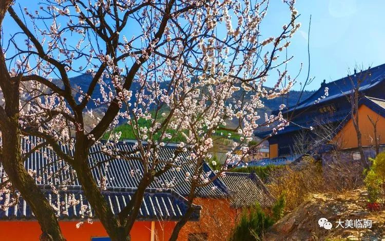 深山藏古寺,杏花正当时