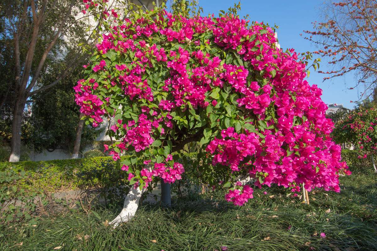 三角梅这样来养,才能让它在冬天的时候开满花