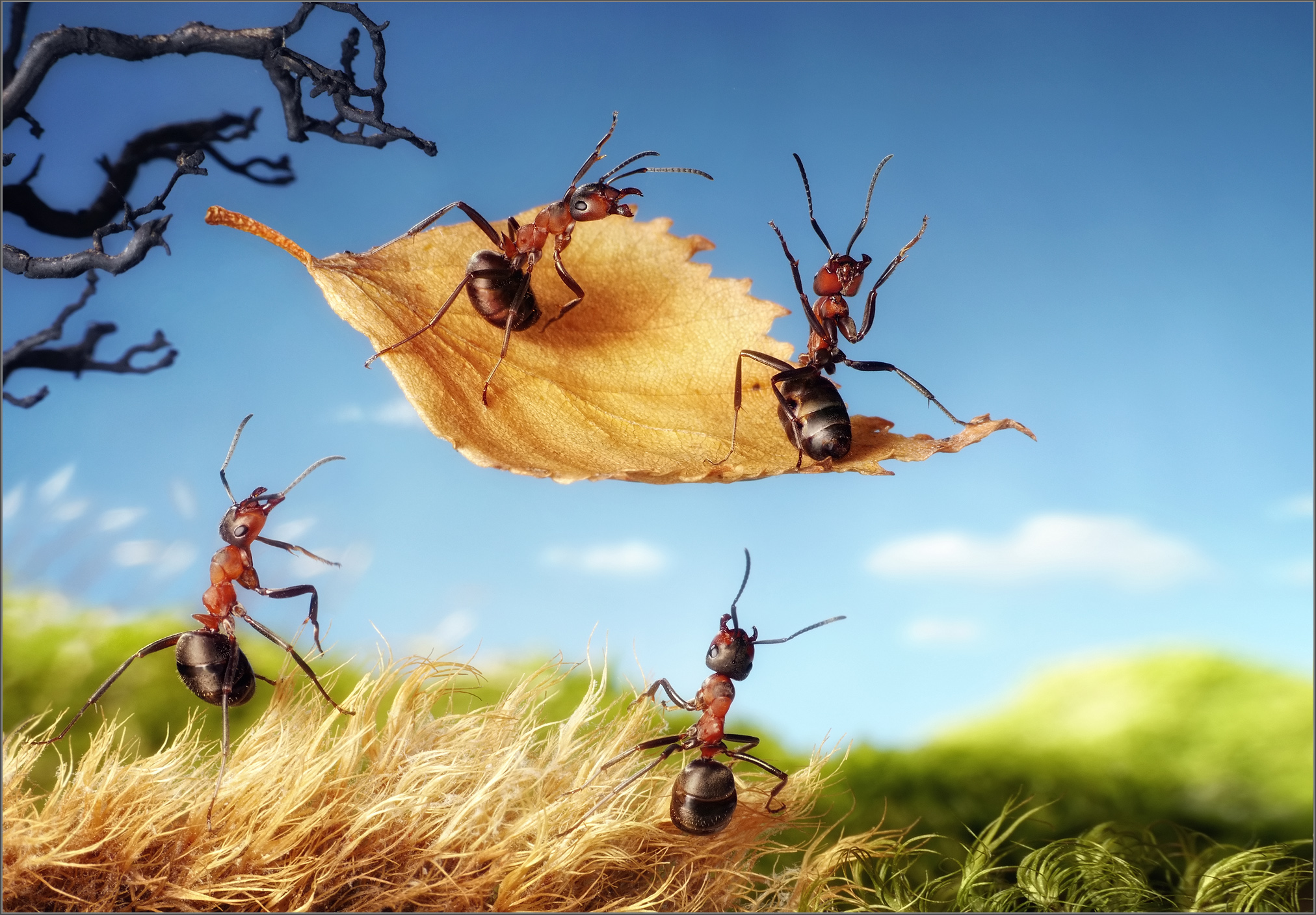 蚂蚁很忙!俄罗斯昆虫迷拍摄蚂蚁"寻宝之旅"