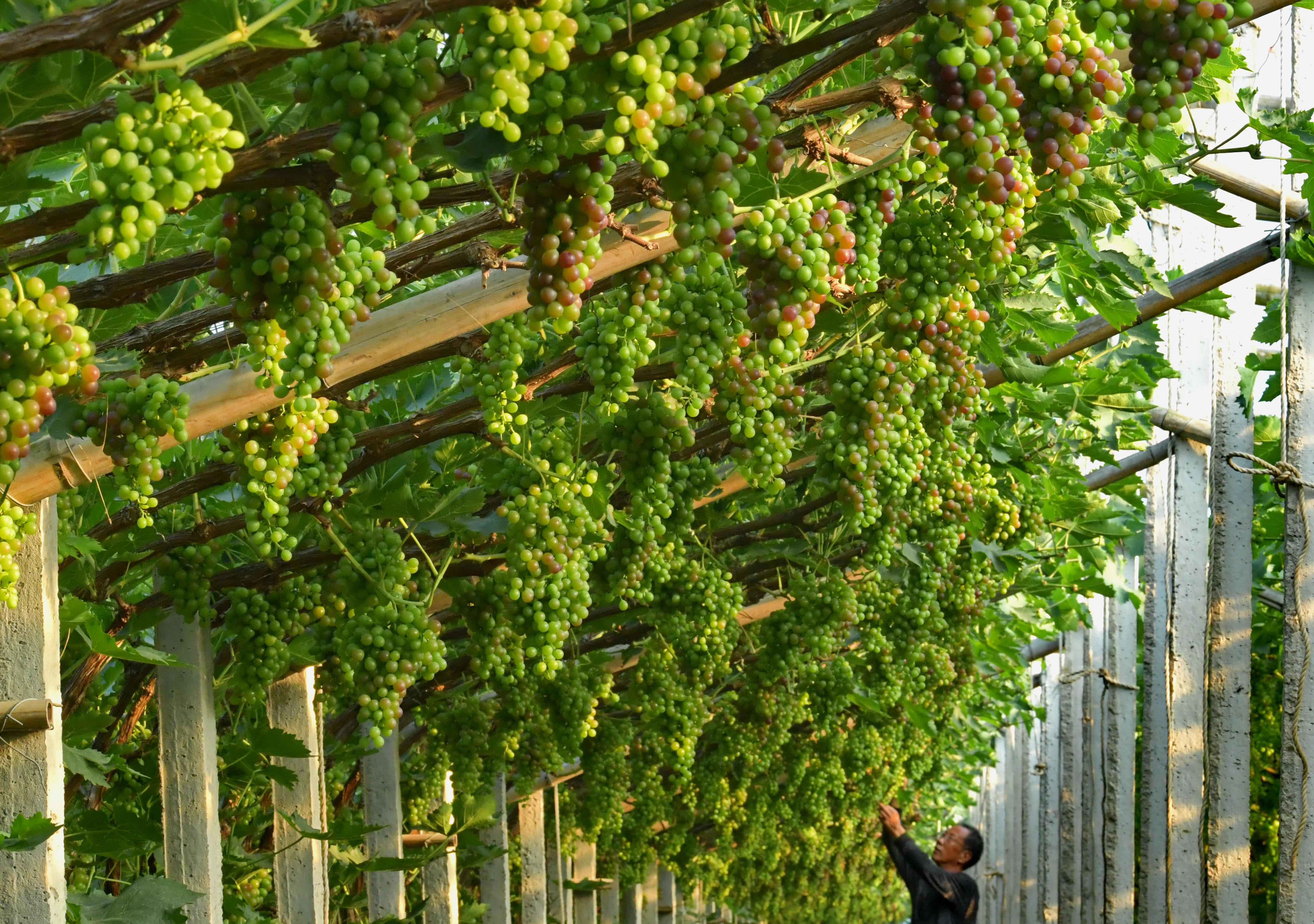 河北唐山:葡萄种植助推乡村振兴