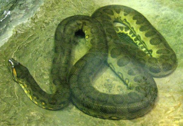 对于水蚺你了解多少,看完你就明白!