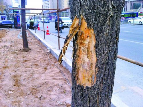 大树树皮受损,做好"植皮手术"很重要!