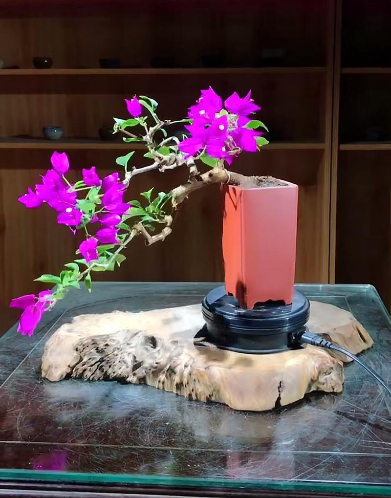 三角梅"自由生长"易"群魔乱舞",这样修剪造型,美得让人赞叹