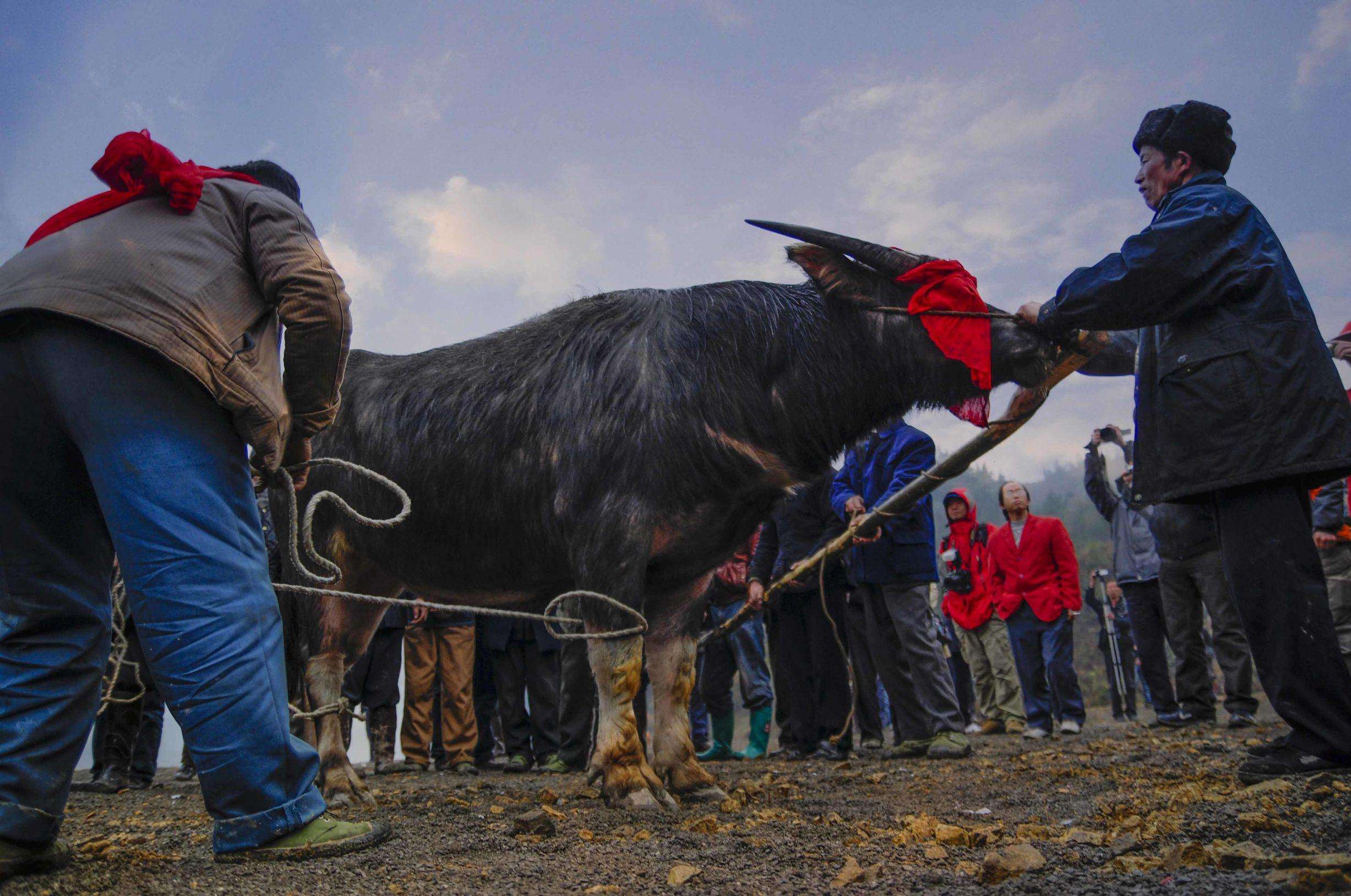 过年杀牛,为啥要给牛眼蒙布?老农说:牛眼会流泪,专家这样说