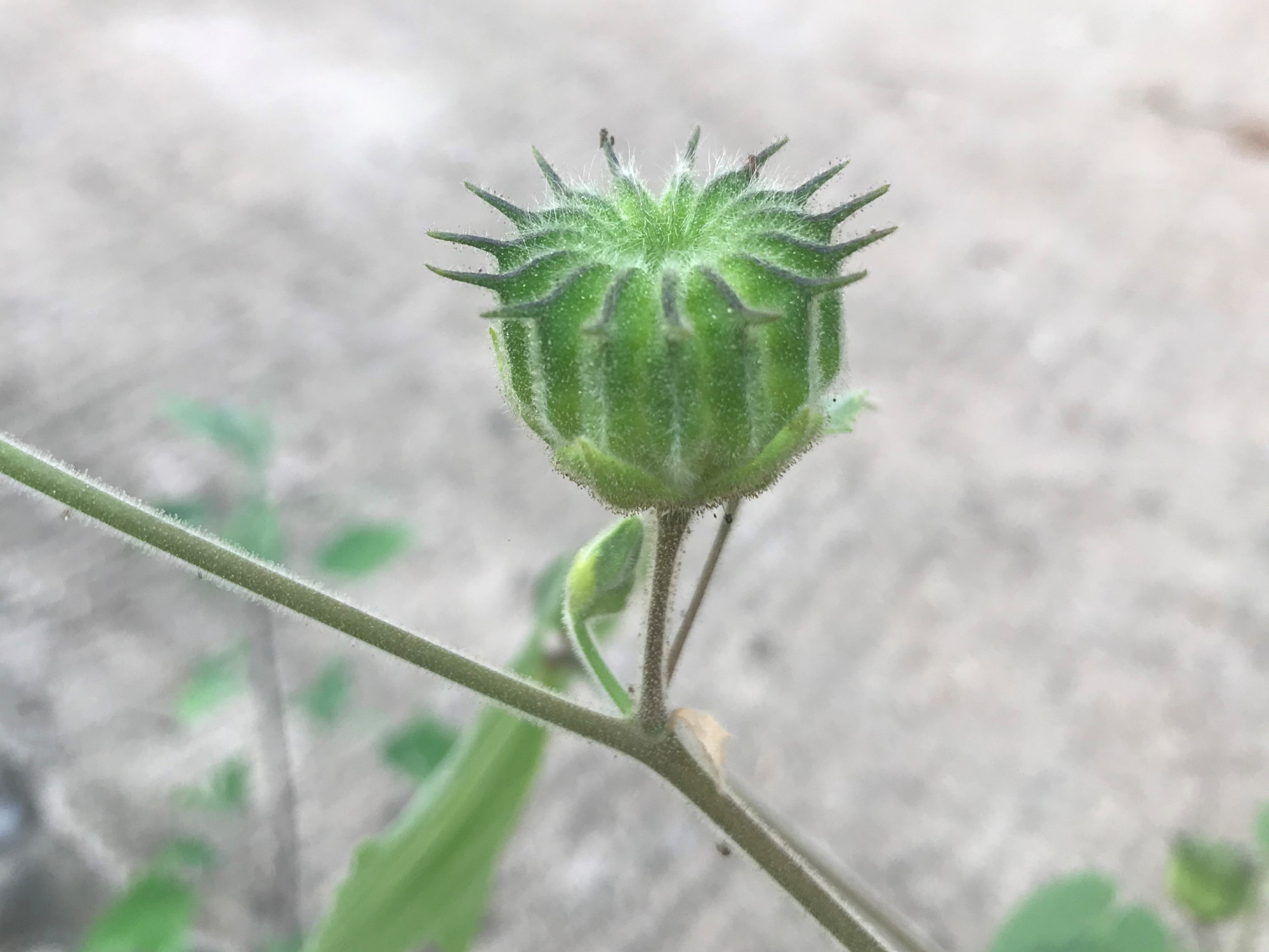 路边这一种植物,农村很常见,大家却叫不上来名字,您可认识
