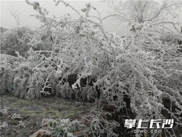 岳麓山雾凇图片