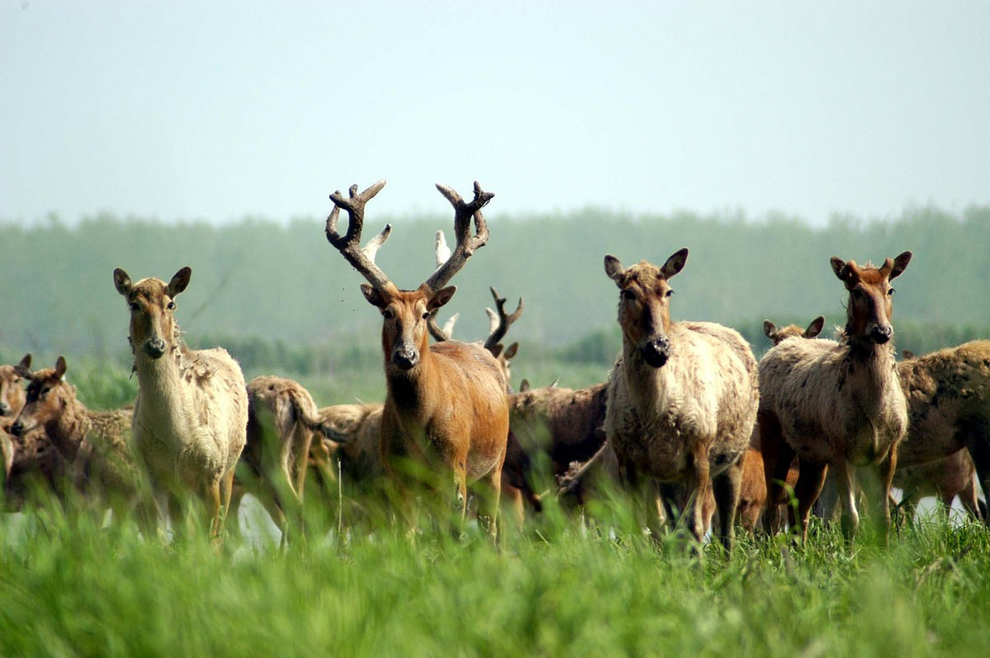 珍稀动物(rare animal)是在自然界较为稀有和珍贵的动物.