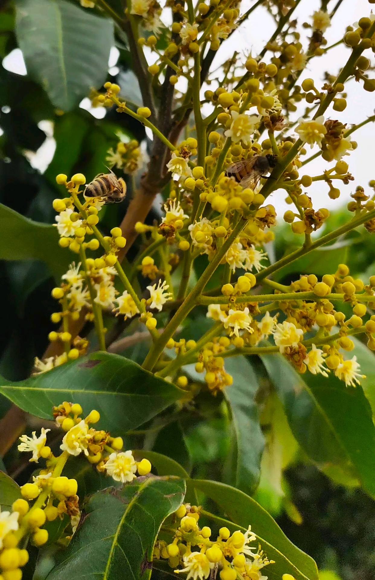 荔枝花上的小蜜蜂