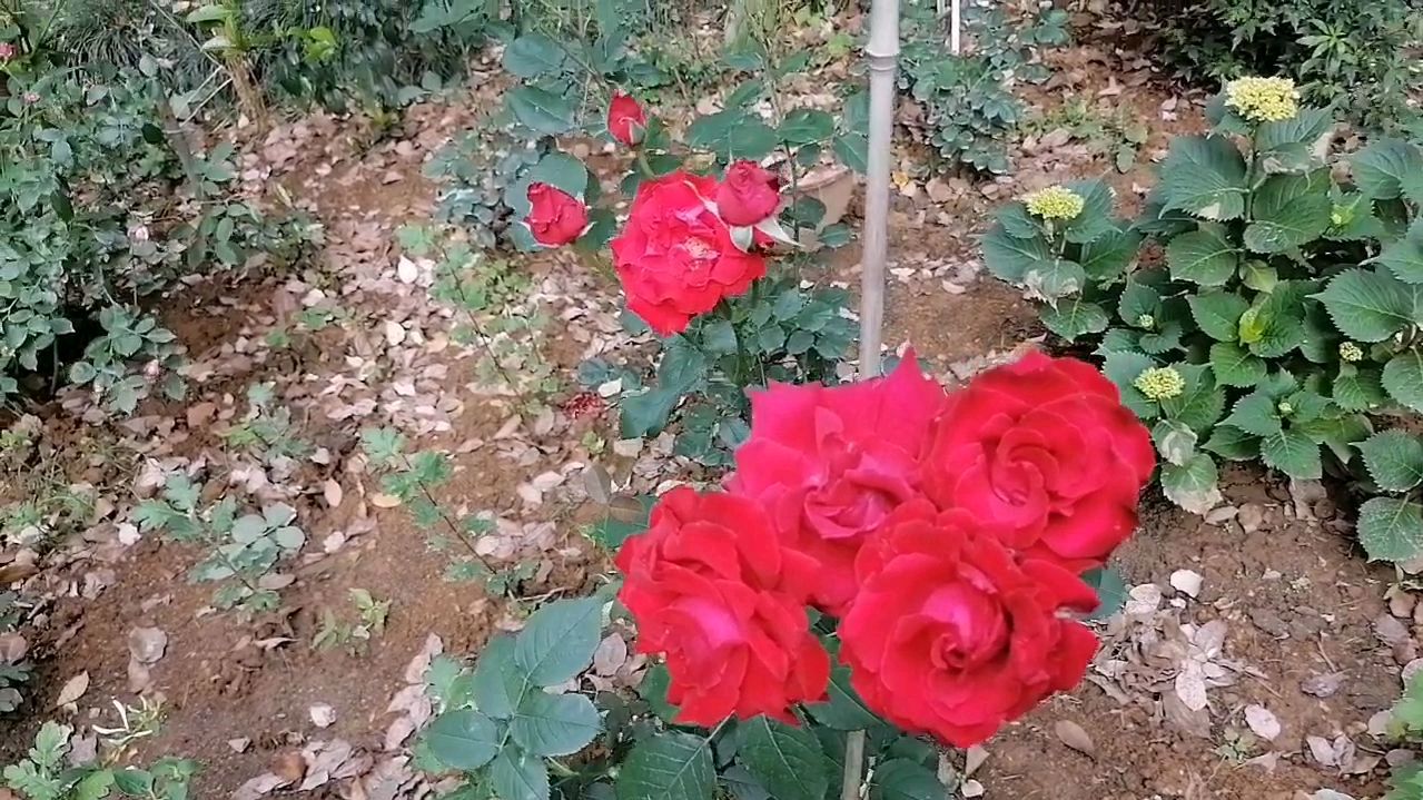 美丽的自家小菜园