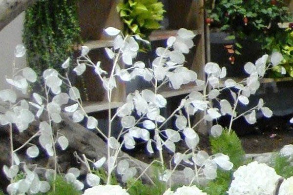 银扇草——薄如蝉翼,形同蒲扇的奇特植物