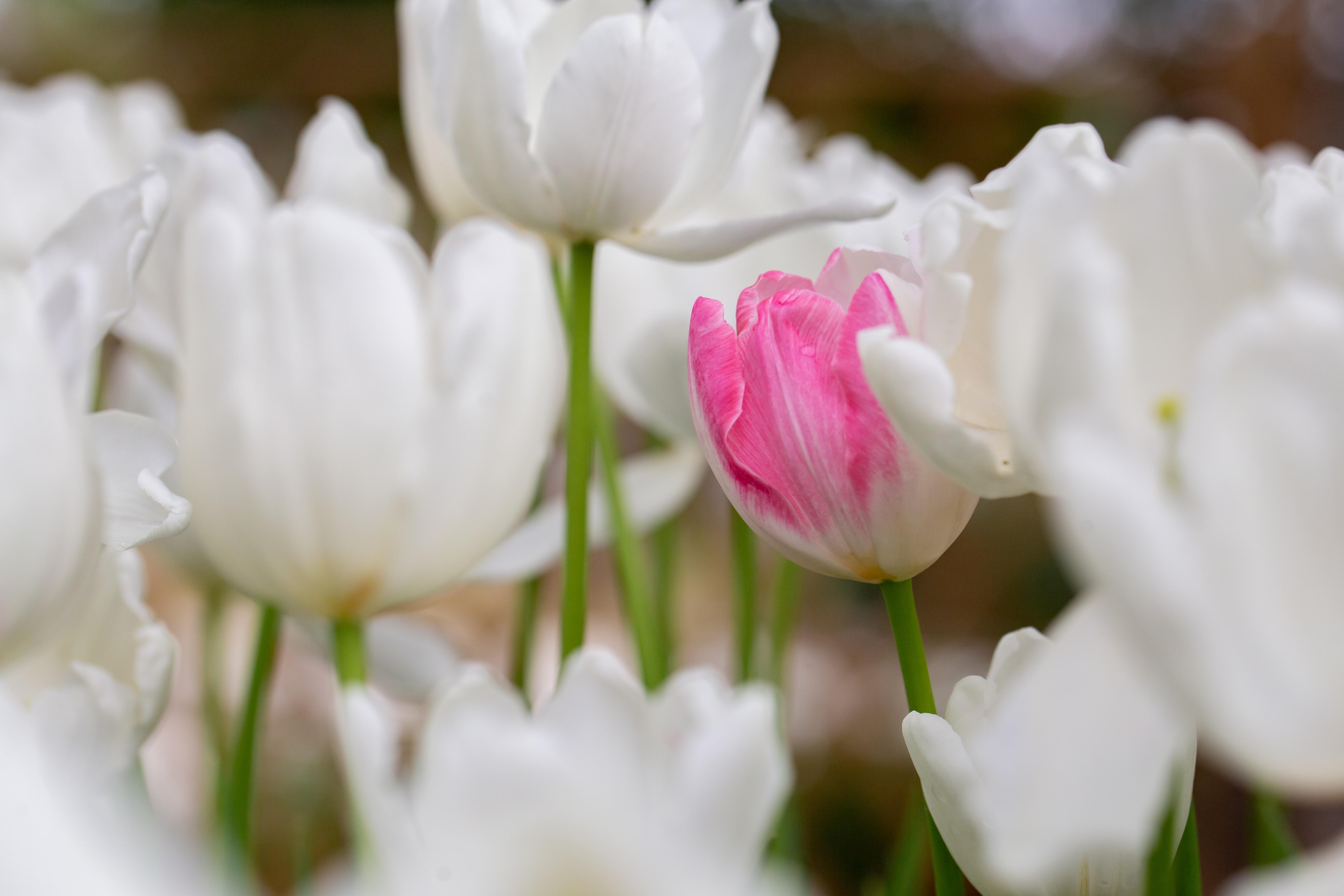 正月去园博苑看迷人的郁金香花海