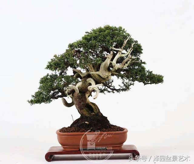 郑志林老师新做小品柏树盆景