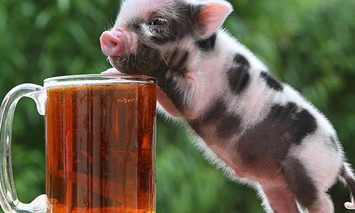 养猪其实是没有太大的成本的,因为刚出生的小猪在一个月左右打疫苗