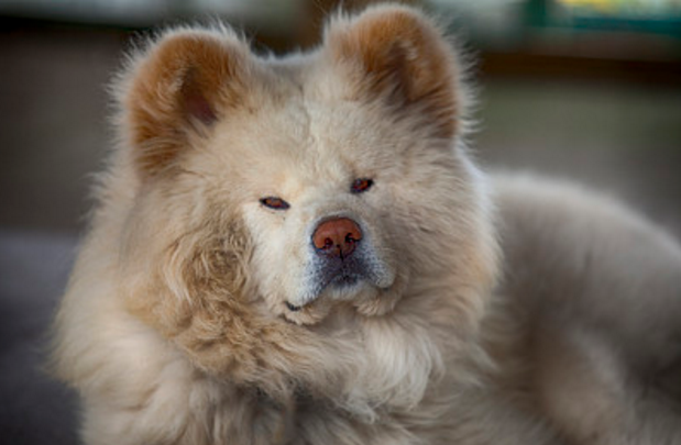 秋田犬沉毅,威严富予悍威,具有忠顺,朴素之感,朴实中含有高雅,感觉