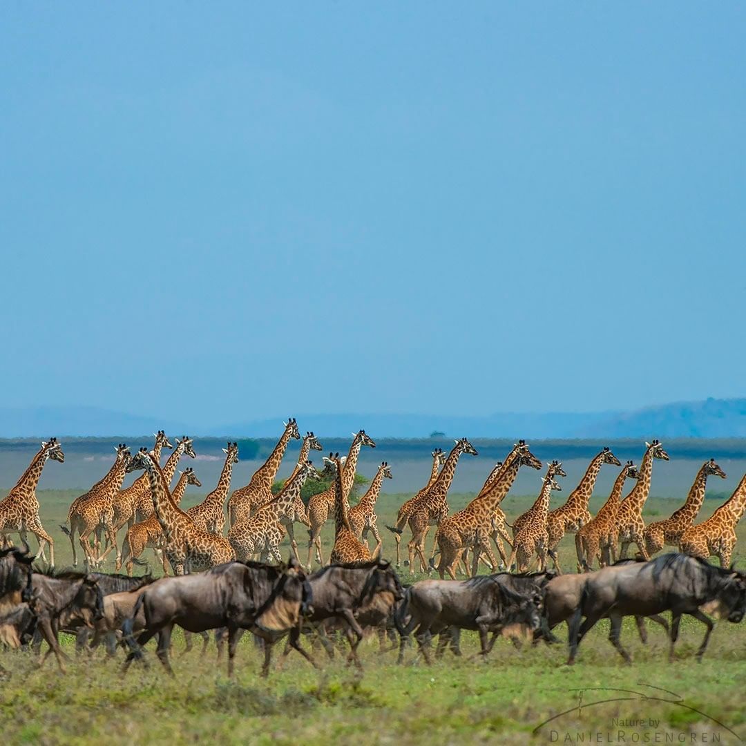 难得一见的动物大迁徙,除了震撼,还是震撼!