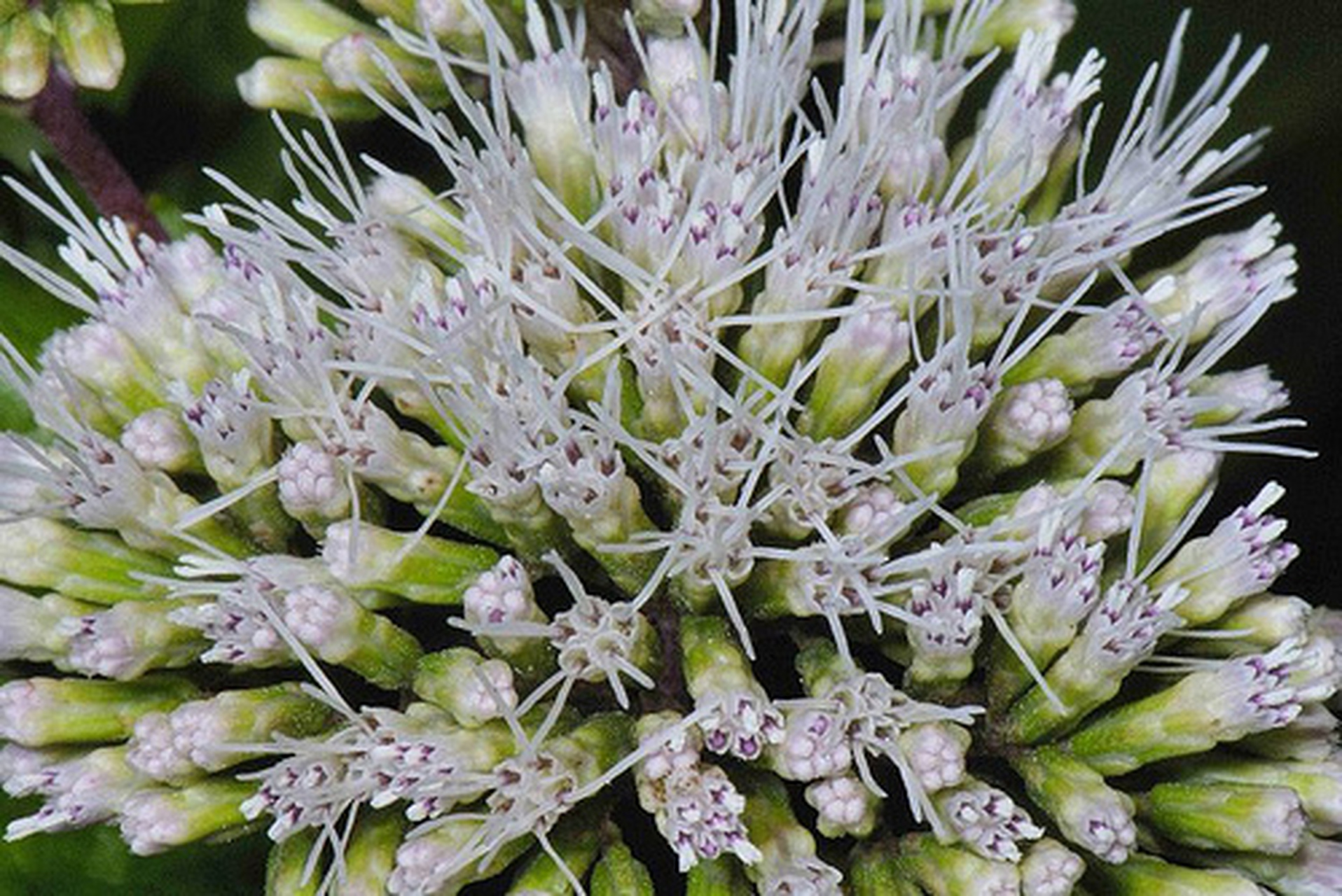 为菊科植物华泽兰的全草.具有清热解毒,疏肝活血之功效.