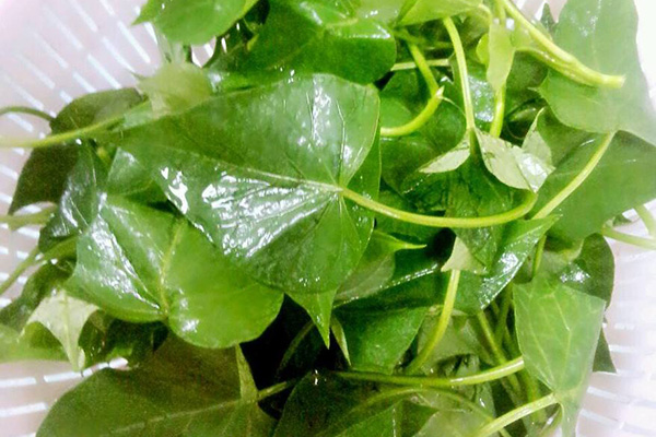 红薯叶被誉为"长寿食材",但这3类人吃了,可能会适得其反