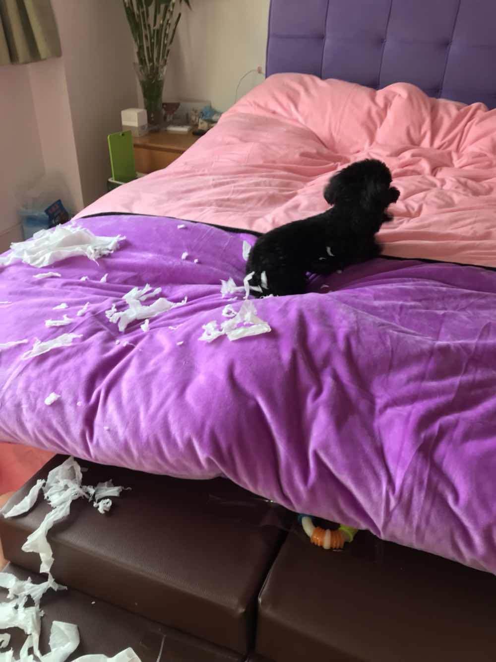 调皮的泰迪犬爱撕家,将主人的床造的不像样,该怎么管教它?