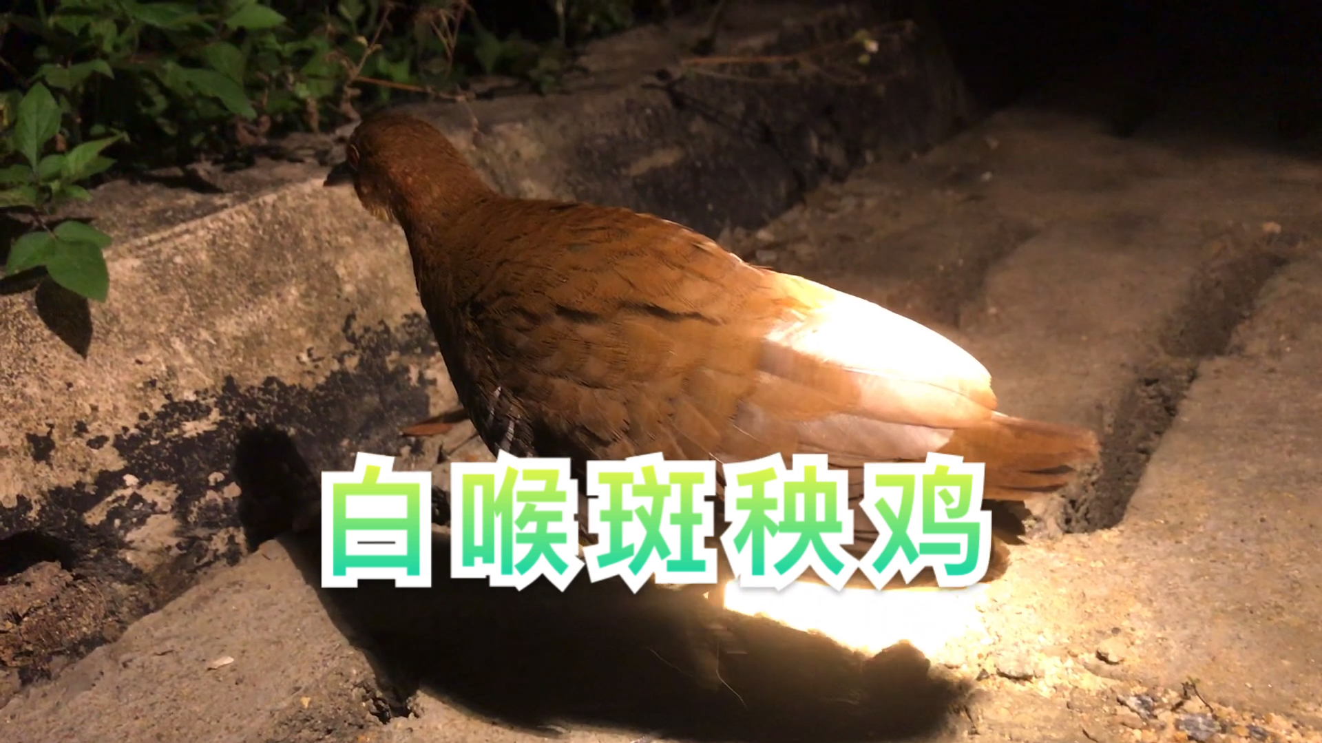 白喉斑秧鸡 白喉秧鸡 近距离拍摄