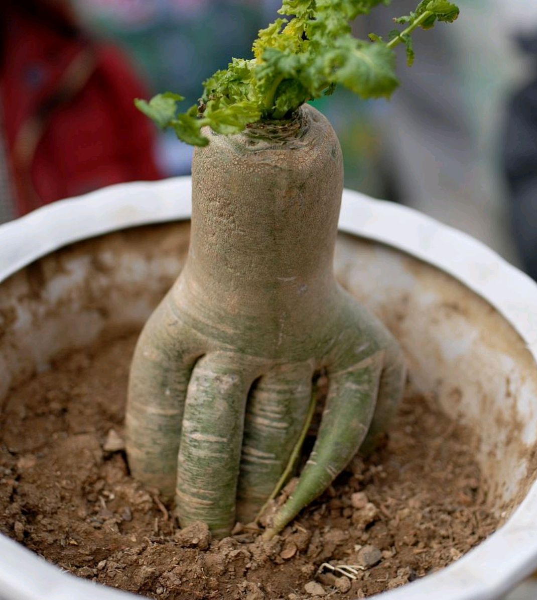 萝卜盆栽(原创小诗)