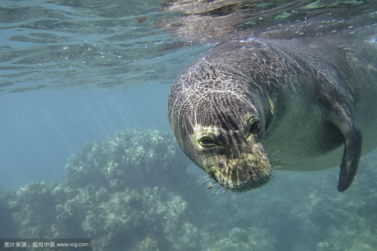 夏威夷僧海豹挂一条"鳗鱼鼻涕"超蠢萌,就说吃东西别讲话吧
