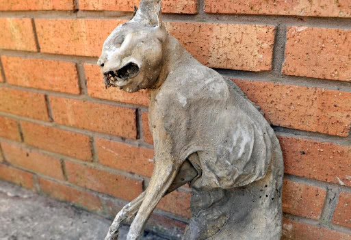 伐木工人发现狗狗木乃伊,背后的故事很心酸