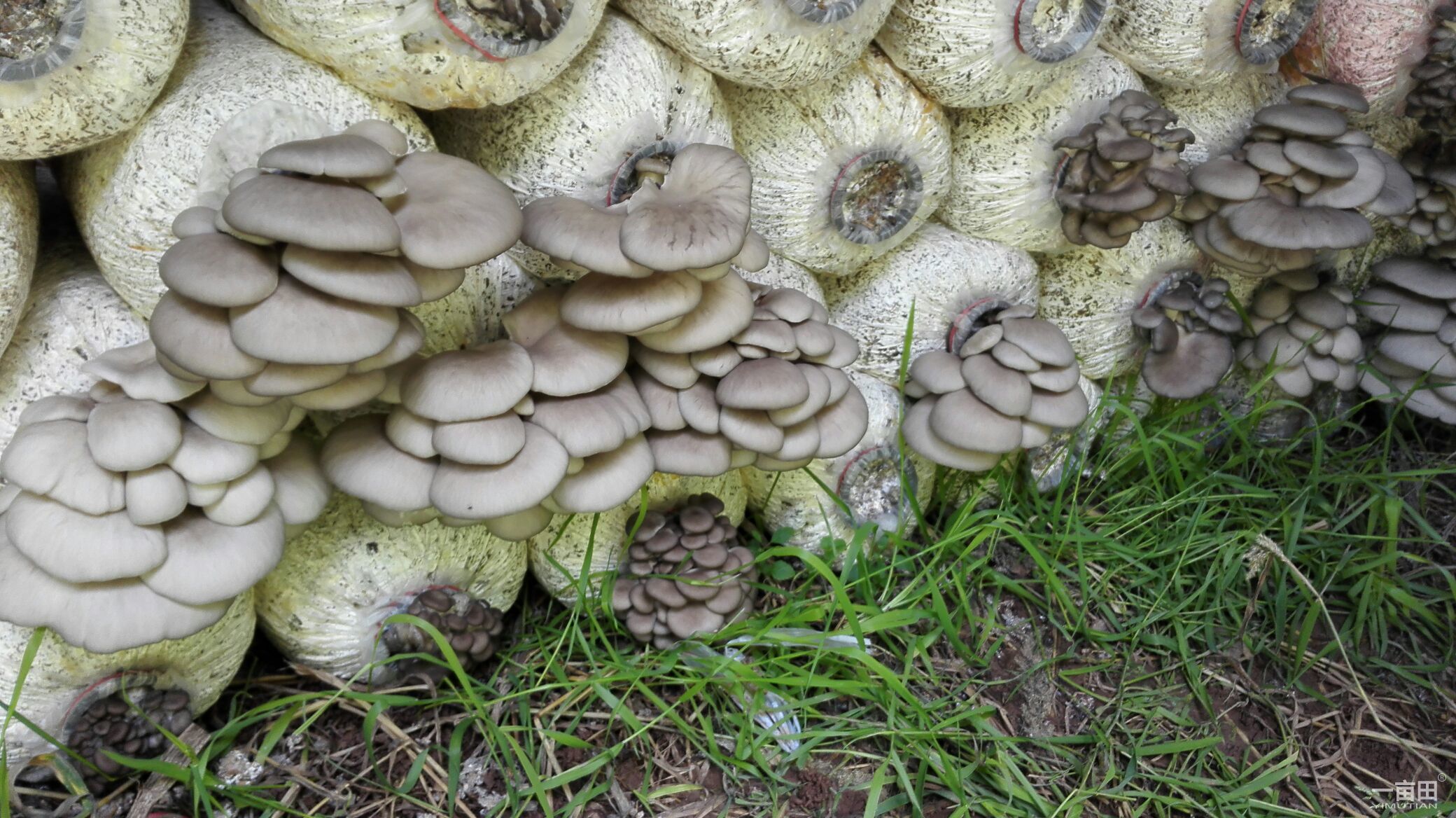 食用菌平菇种植 - 2020年最新商品信息聚合专区 - 百度爱采购
