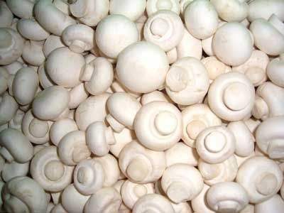 白色菇类大全种类图片