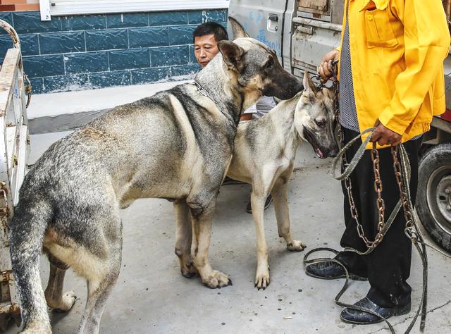 东北农村常见的4种大狼狗,村里人的心头爱,100斤大米也不换