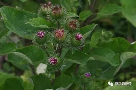 花之源 健康 老鼠耳