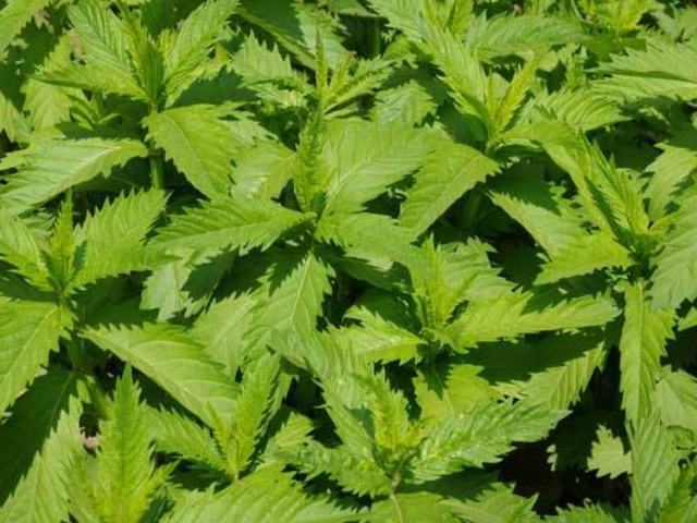 草石蚕别名螺丝菜,是短日照作物,喜欢温暖潮湿气候