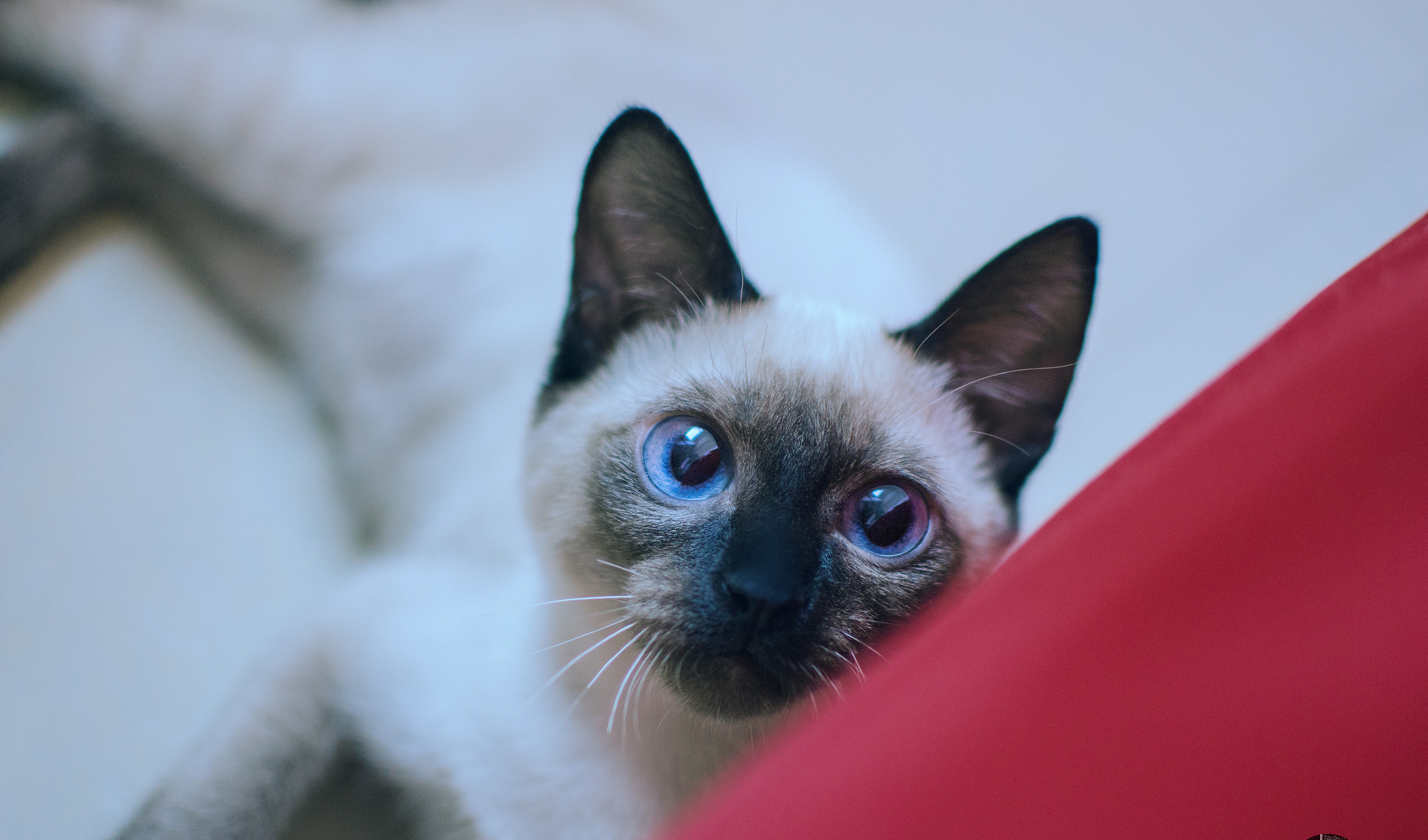 猫:暹罗猫应该怎样饲养?这些地方要注意,关键它们还有大花销