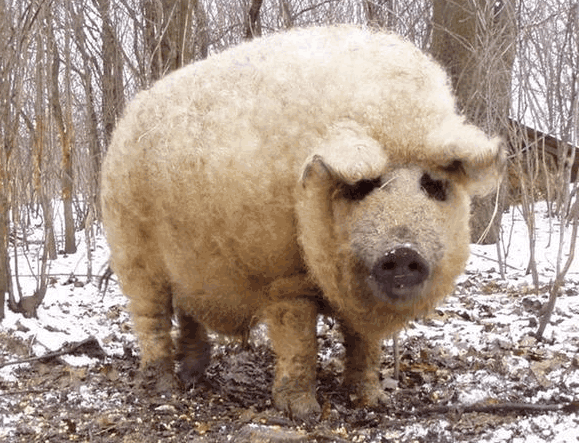 比普通猪贵5倍,毛发可做羊毛衫,世界上罕见的绵羊猪你可见过?