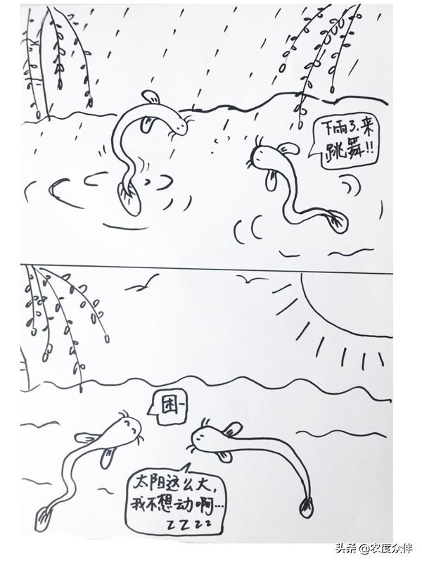 农谚集锦——泥鳅跳,雨来到 泥鳅静,天气晴