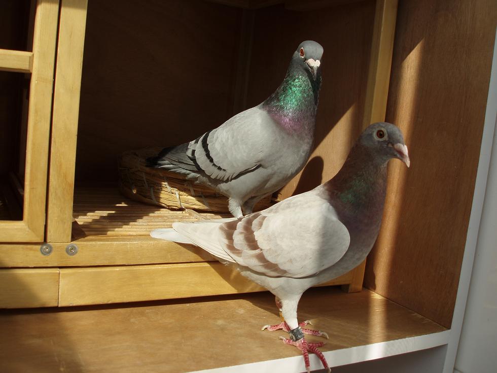 用用红轮鸽,杂交效果更好