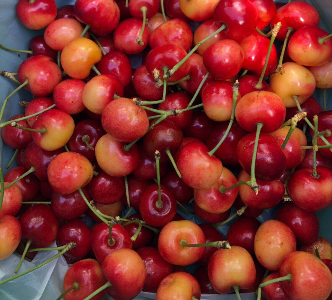 白樱桃:吃过了白樱桃就会发现红黑樱桃都是浮云,这是新西兰南岛的樱桃