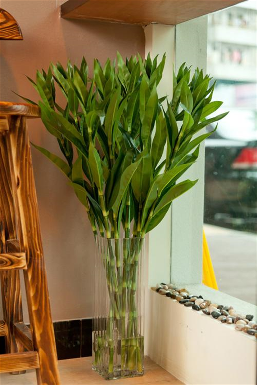 家中富贵竹总是黄叶?放屋里"3地方"养,叶片青翠,枝干壮实!