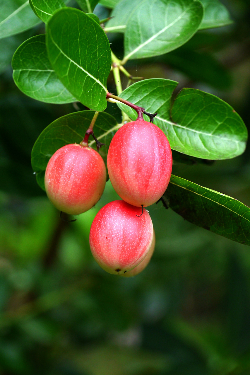 木瓜海棠果,小巧玲珑,美丽可口,营养价值丰富.