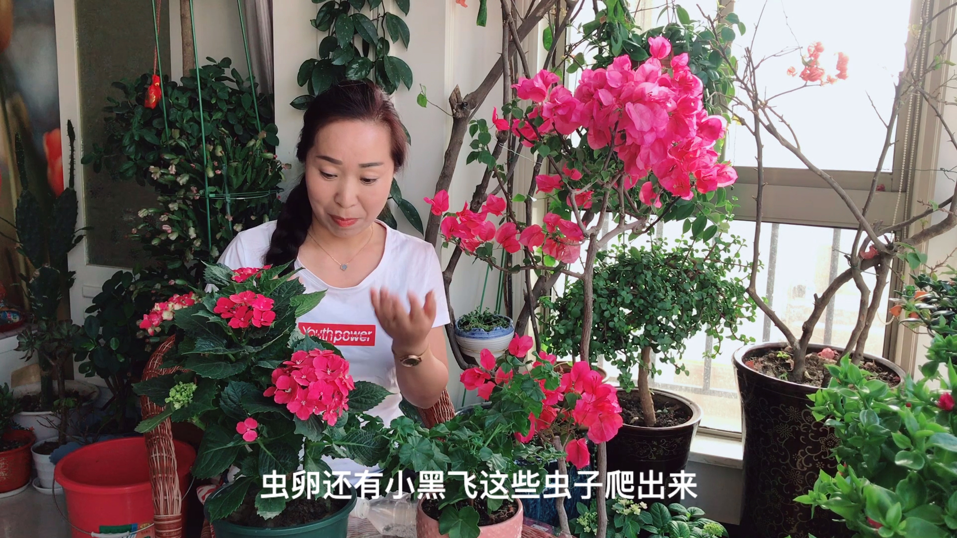 在家就能自制的花草除虫剂,安全有效,虫子见了都害怕!